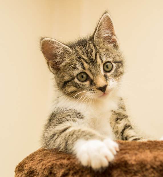 Retrato de filhote de gato