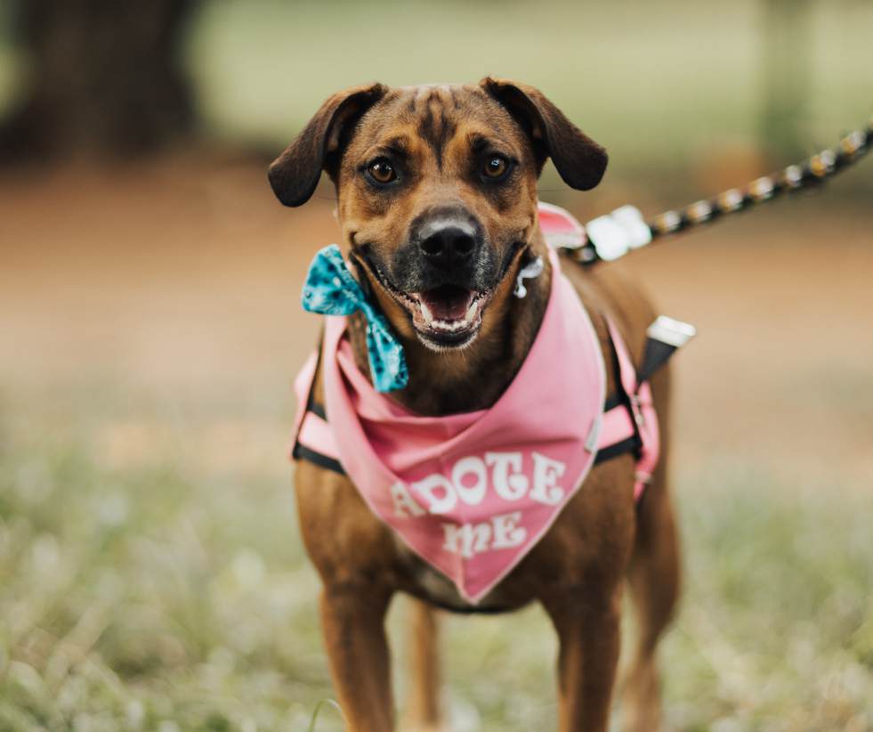 Cachorro com bandana rosa em ensaio pet